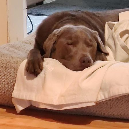 Bed & Breakfast Bonn 24 Mai Bis14 Juni Mit Hund In Der Wohnung Dış mekan fotoğraf