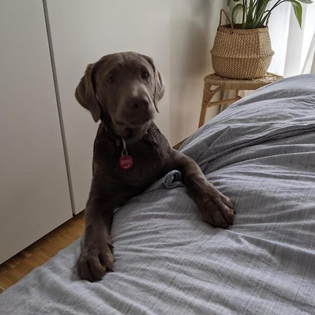 Bed & Breakfast Bonn 24 Mai Bis14 Juni Mit Hund In Der Wohnung Dış mekan fotoğraf