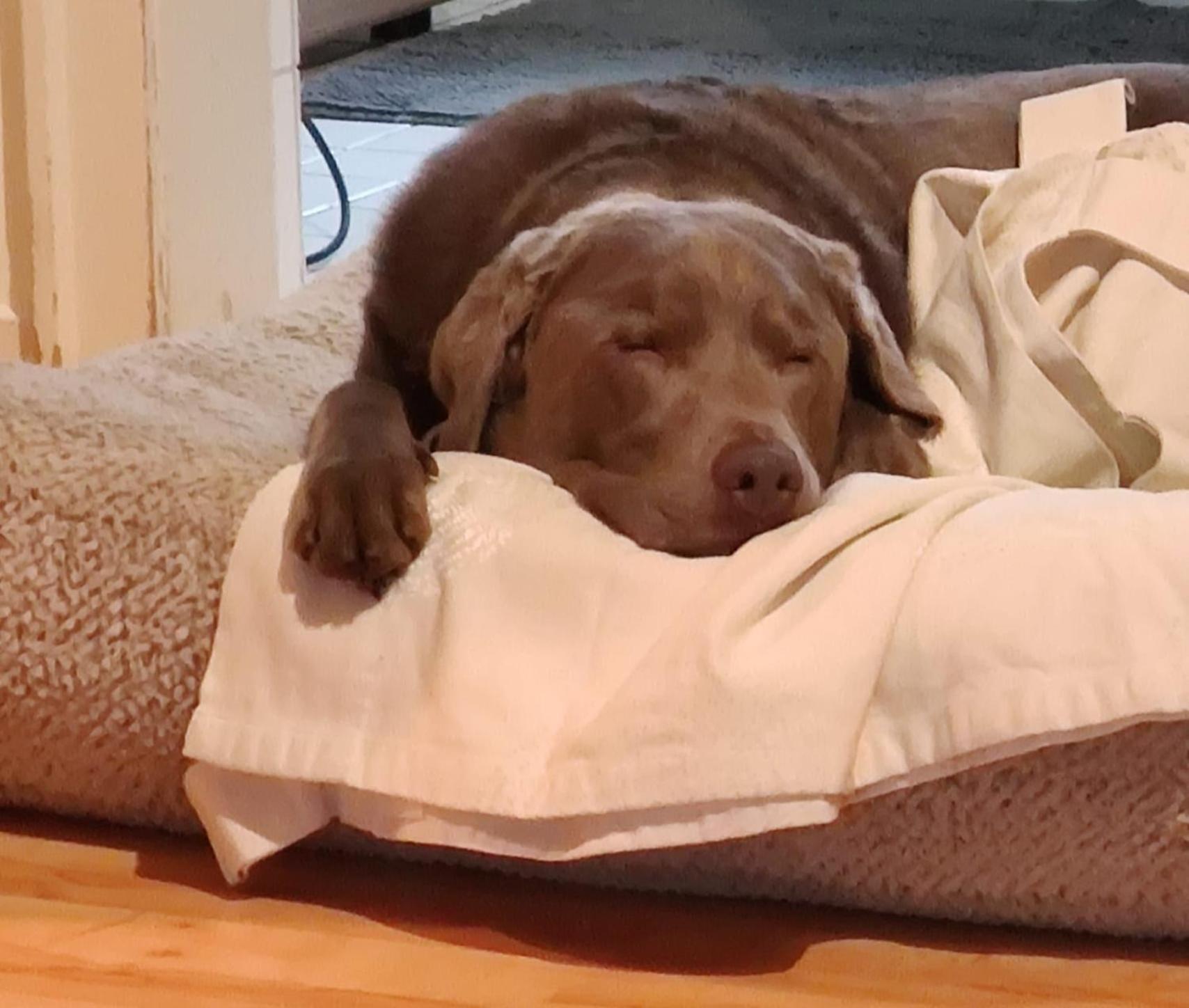 Bed & Breakfast Bonn 24 Mai Bis14 Juni Mit Hund In Der Wohnung Dış mekan fotoğraf