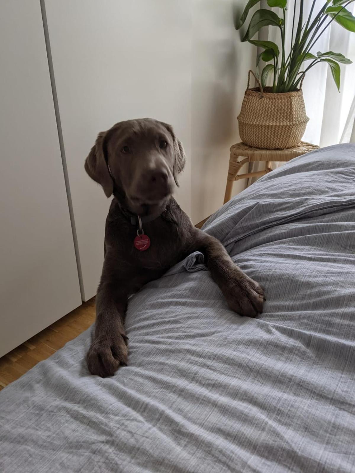 Bed & Breakfast Bonn 24 Mai Bis14 Juni Mit Hund In Der Wohnung Dış mekan fotoğraf
